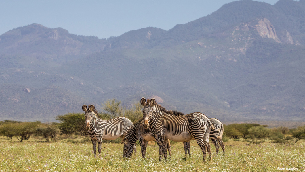 Zebras in Kenya