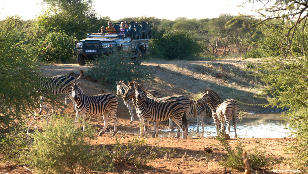 Zebras in Madikwe