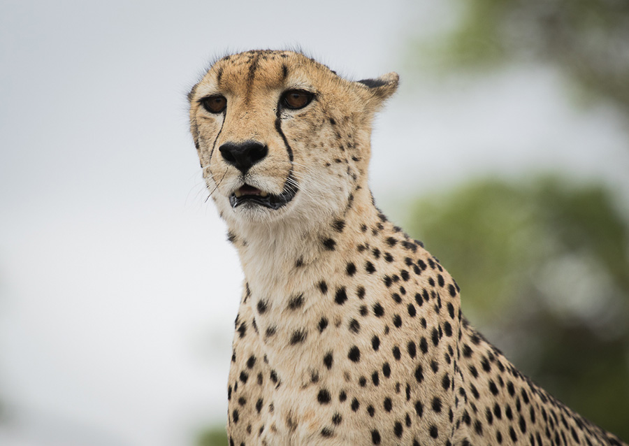 Cheetah Tear Marks