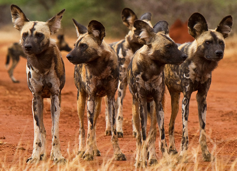 Spot Rare Wildlife in Botswana like Wild Dogs