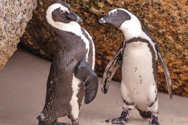 Boulders Beach penguins