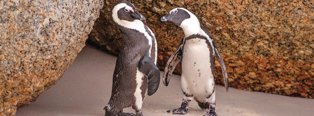 Boulders Beach penguins