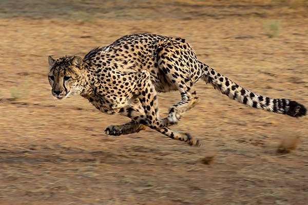 Cheetah Sprint
