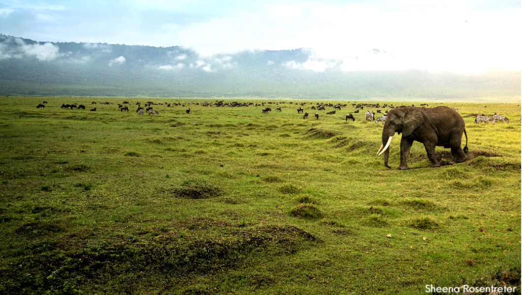 Elephant-at-Ngorongoro