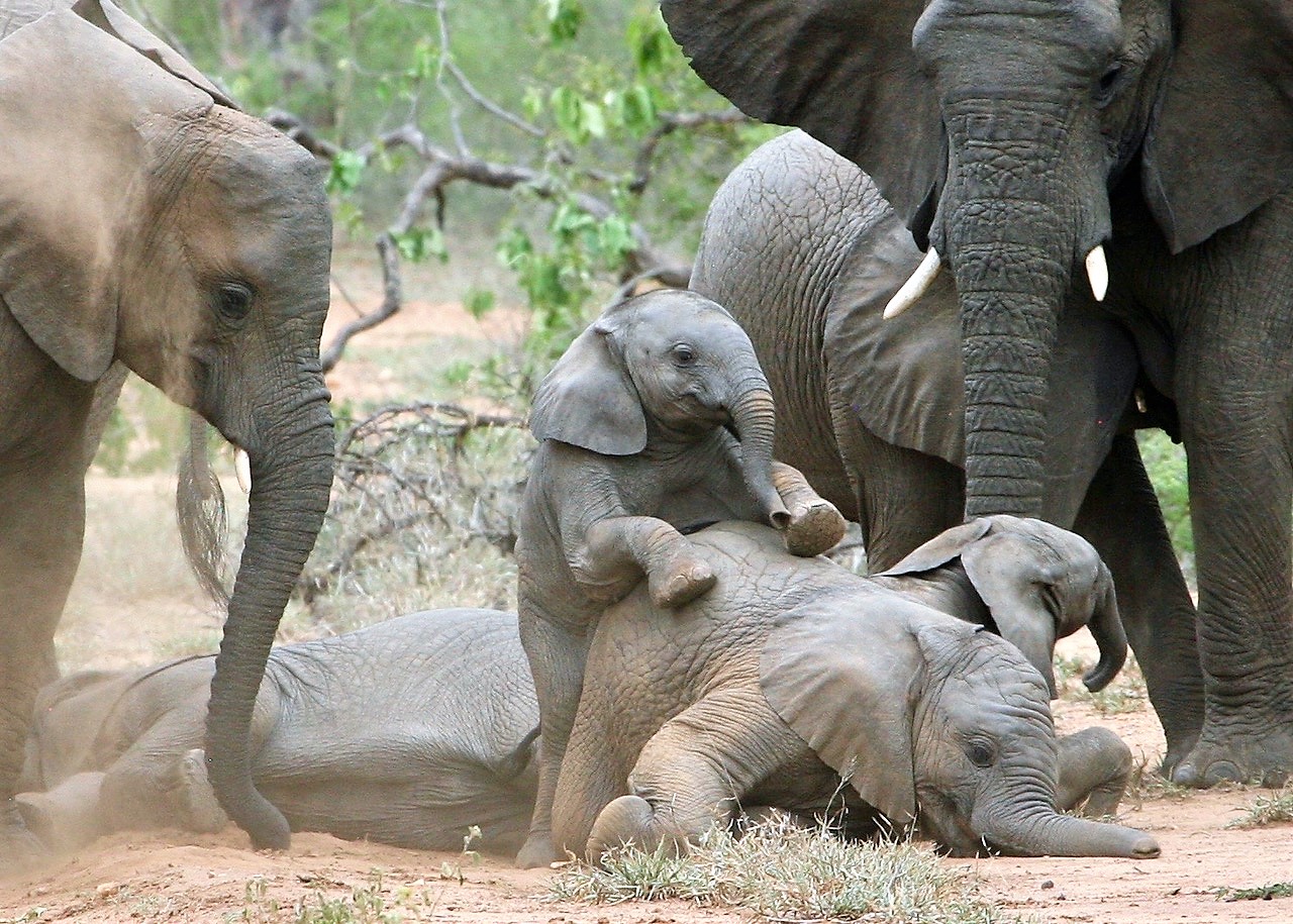 Elephant Babies