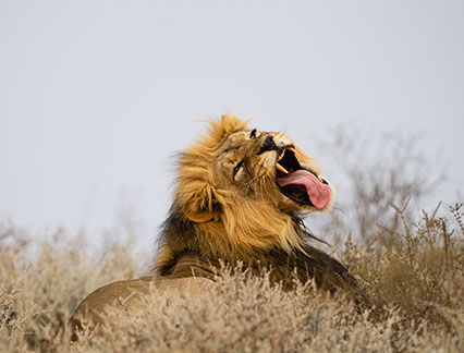 african lion safari edvantage