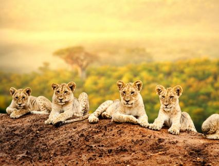 safaris to south africa