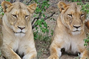 Lions on safari