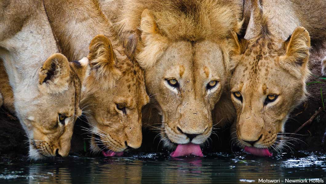 pack of lions hunting