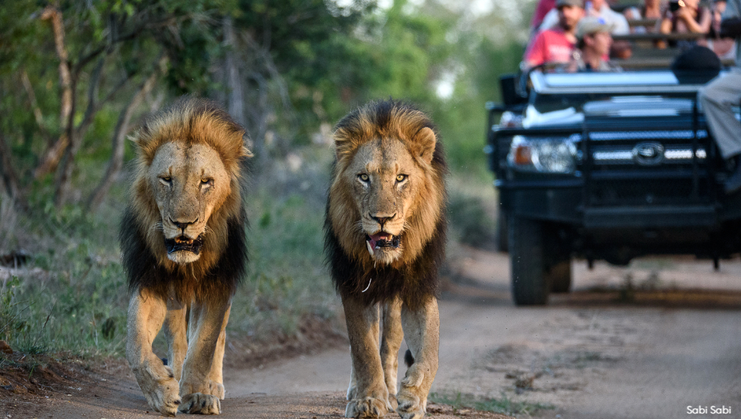 Sabi Sabi  game drive lions