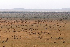 The great migration