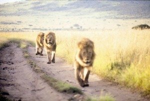 Lions on the march