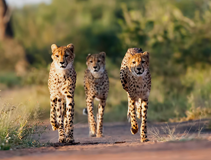 safaris to south africa