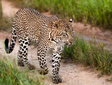 safari south africa package
