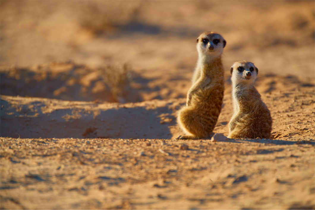 Two Meerkats basking in the Kalahari Desert on a Botswana safari.