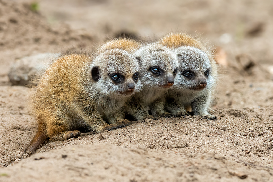 Meerkat pups learning to find food in the Kalahari Desert.