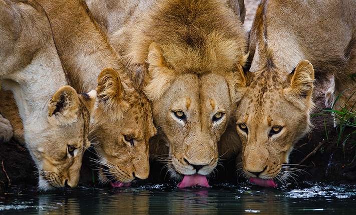 Lions Drinking at Motswari Private Game Reserve