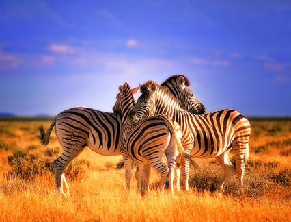 south africa safaris 2024