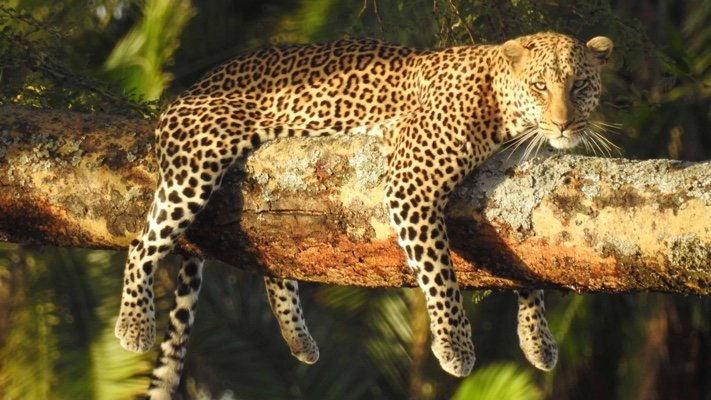 Leopard Information - interesting facts about leopards including