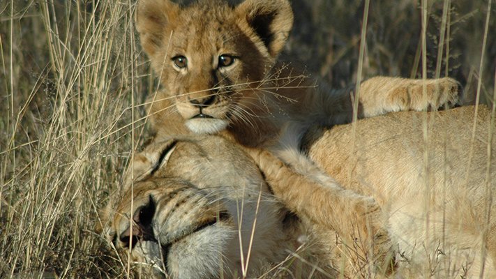 Traveler Reviews and Safari Feedback | Lion World Travel