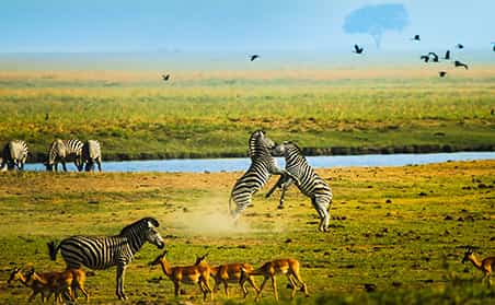 safari tour afrika tiere