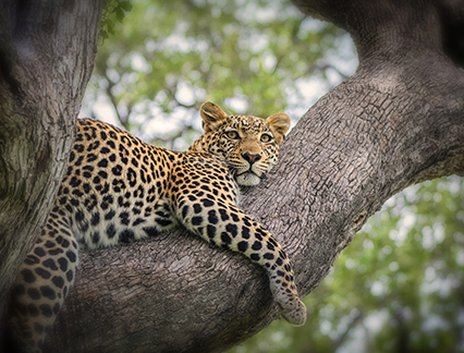 Leopard lounginging on a tree in South Africa.