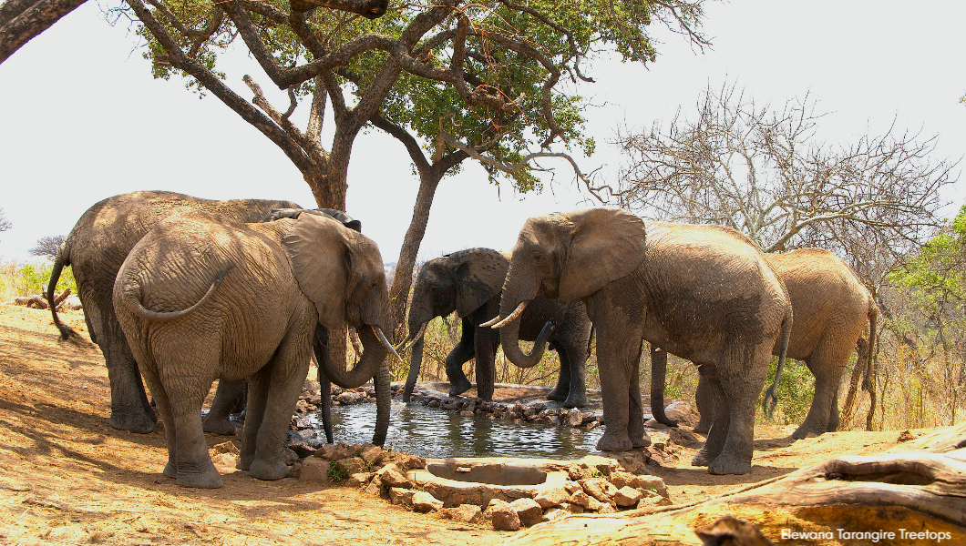 elephants-drinking
