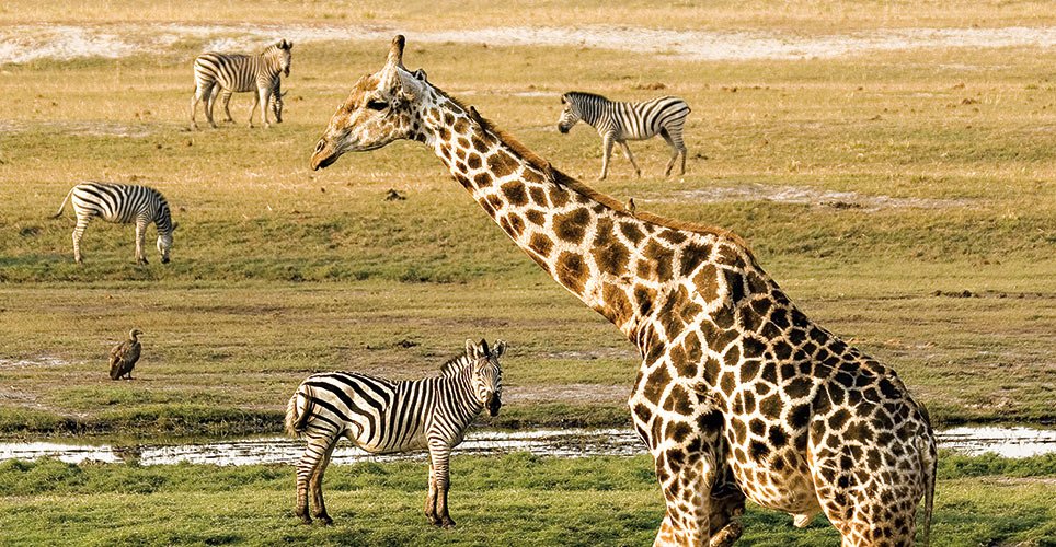 Giraffe in Tanzania