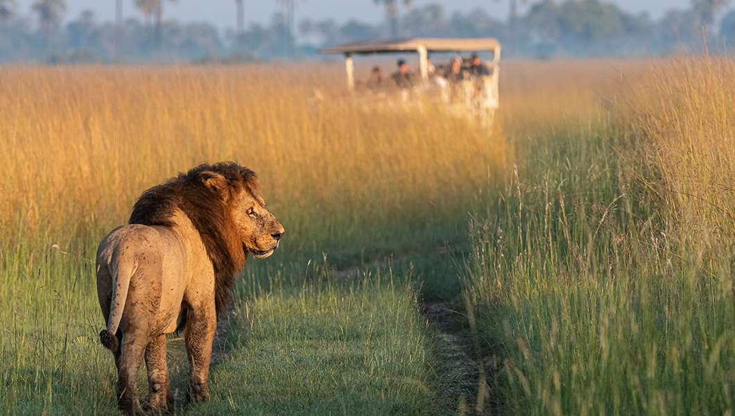  Guests watch lion walk towards vehicle during Botswana safari.