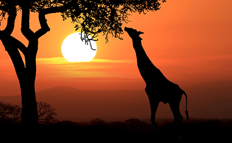 A giraffe at sunset in Kenya