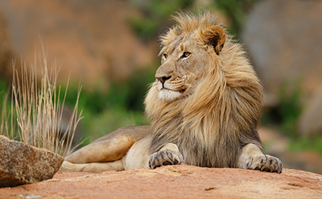 Lion lounging on a rock in South Africa