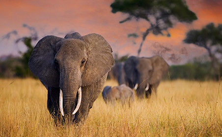 Elephant family in Tanzania