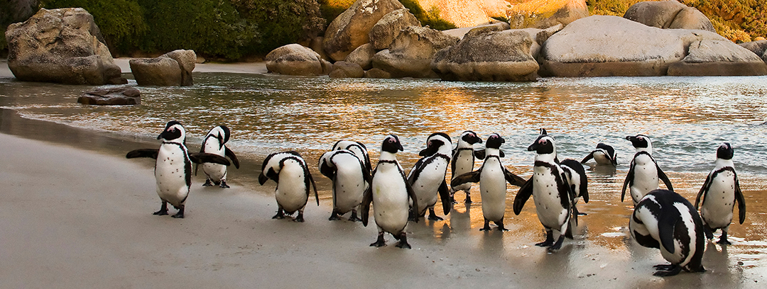 Penguins on the shores of Boulders Beach, South Africa