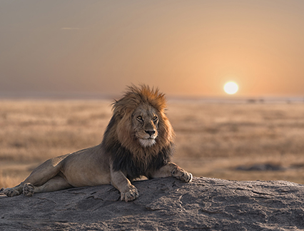 Lion lounging on a rock at sunset, South Africa