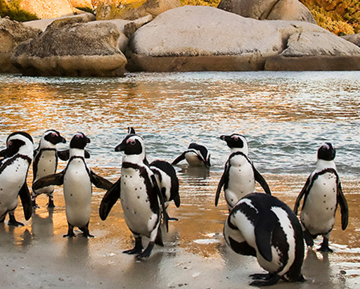 Penguins on the shores of Boulders Beach, South Africa