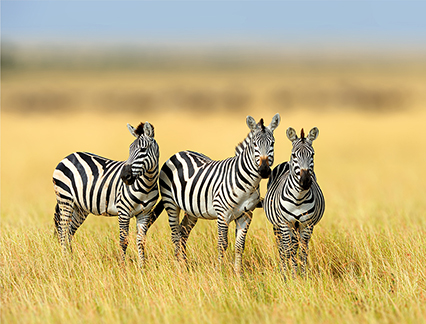 Zebra trio in Tanzania, Africa.