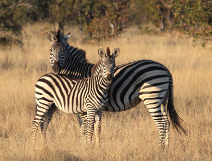 south africa safaris 2024
