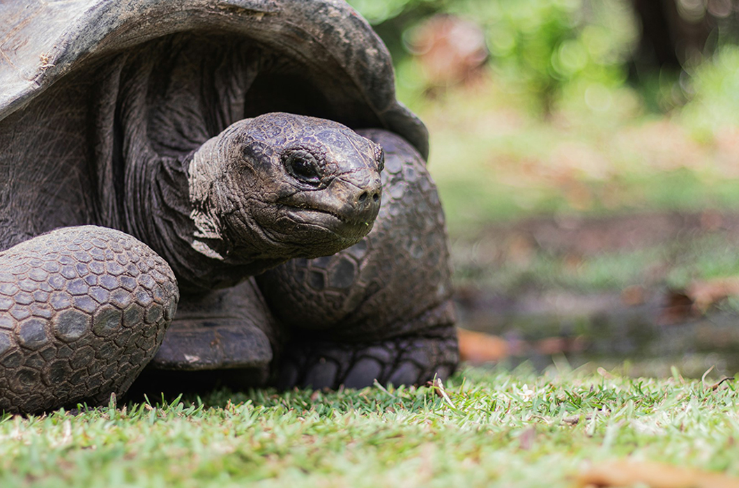 Discover the Aldabra tortoises, the gentle giants of Seychelles.