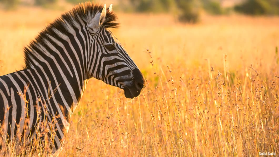 Zebra Sabi Sabi