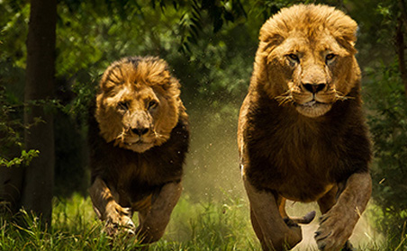 zimbabwe lions